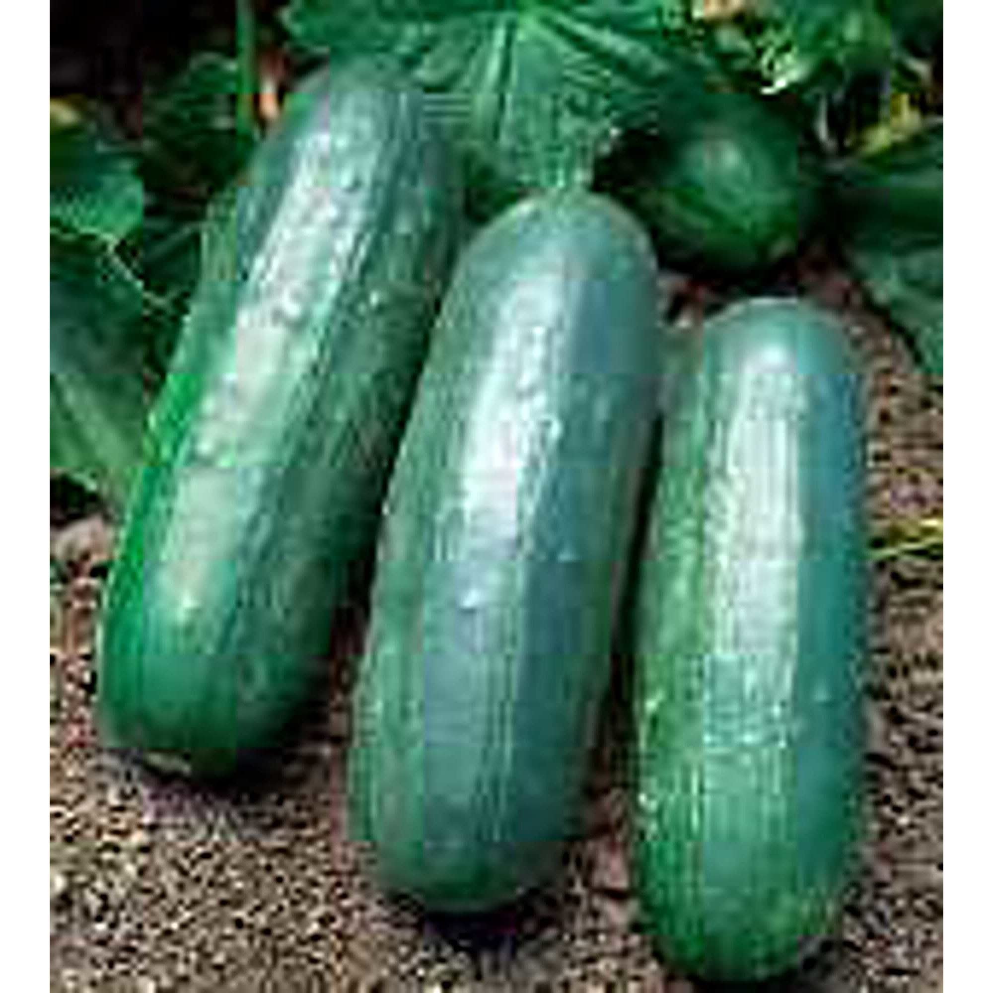 Non-GMO Eureka Cucumber Seeds (20+ Seeds) - Fresh Vegetable Seeds for Planting | Home Garden, Greenhouse, Backyard Farming | Grow Crisp Cucumbers for Salads, Pickling & Healthy Snacks