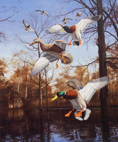 David Maass Greenhead Haven Mallards Signed Numbered Open Edition Art Print - Duck Hunting Decor, Wildlife Art for Home & Office
