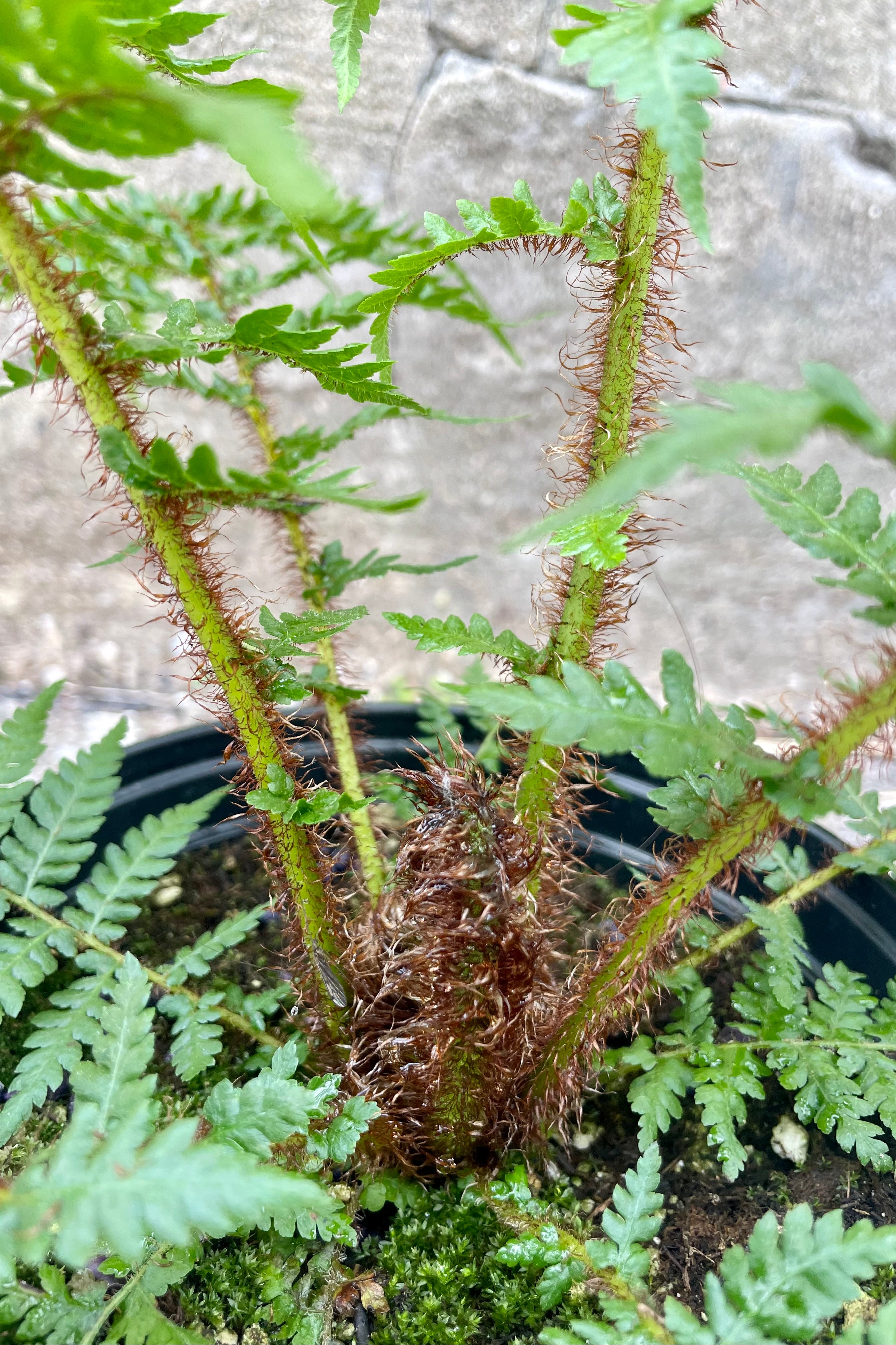Cyathea Cooperi Australian Tree Fern - 6 Inch Potted Plant for Indoor & Outdoor Gardens | Perfect for Shade Gardens, Patios, and Tropical Landscaping