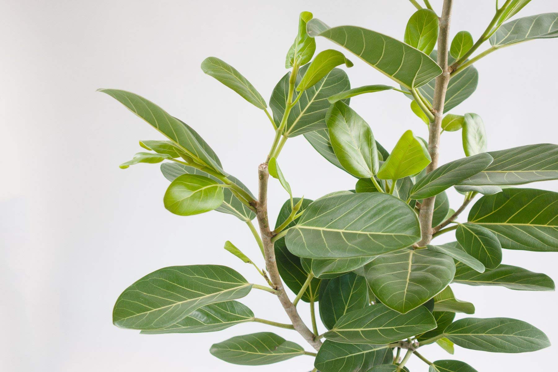 Ficus Audrey Live Plant - Ficus Benghalensis in 10 Inch Pot - Indoor Ornamental Tree for Home & Office Decor - Perfect for Living Room, Bedroom, or Workspace