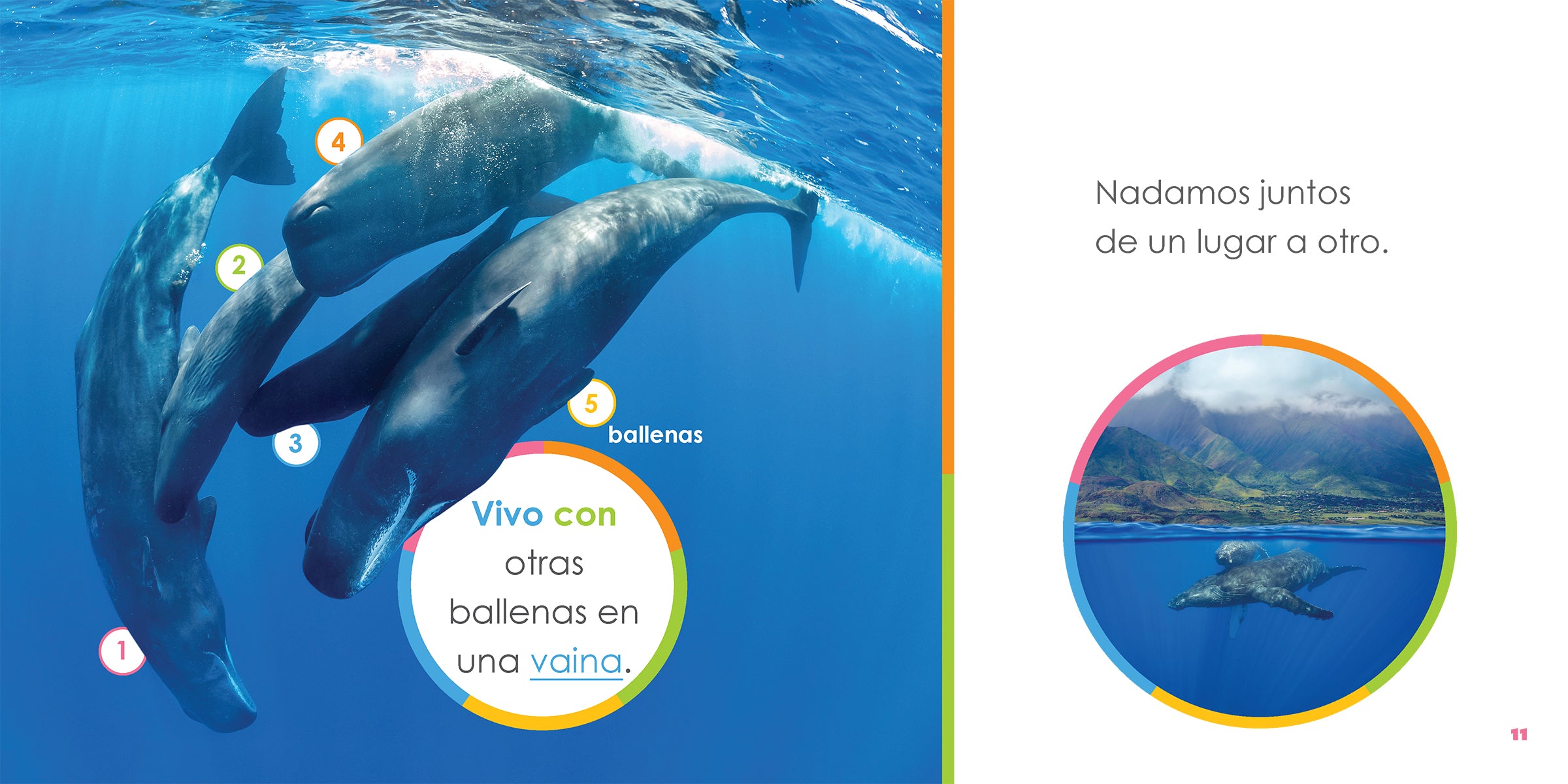 Baby Whales Book 978-1-64026-460-1 | Educational Children's Ocean Animal Story | Perfect for Bedtime Reading & Classroom Learning