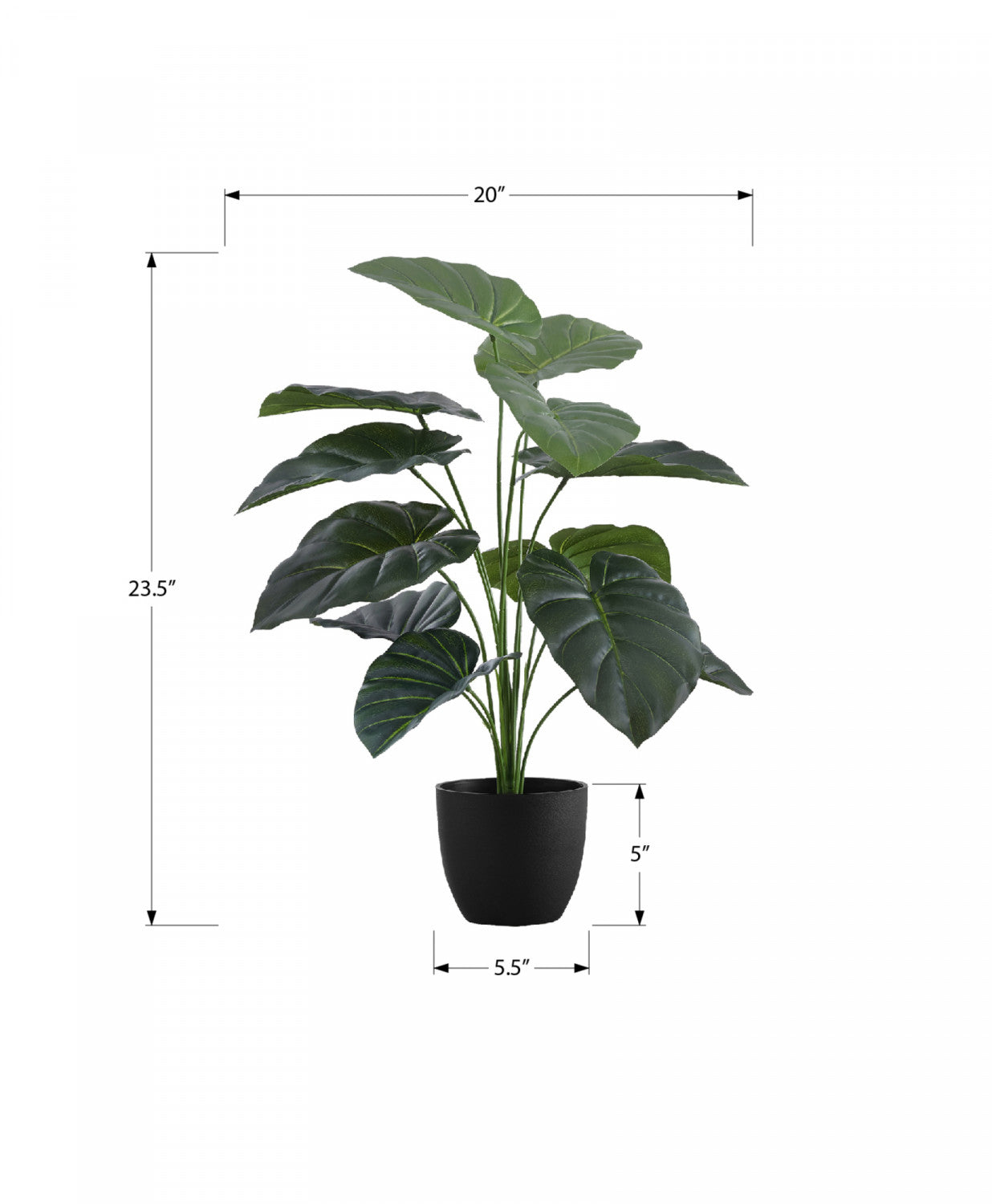24 Alocasia Plant with 5 Black Pots - Tropical Indoor Houseplant for Home & Office Decor - Perfect for Living Room, Bedroom, or Gift Giving