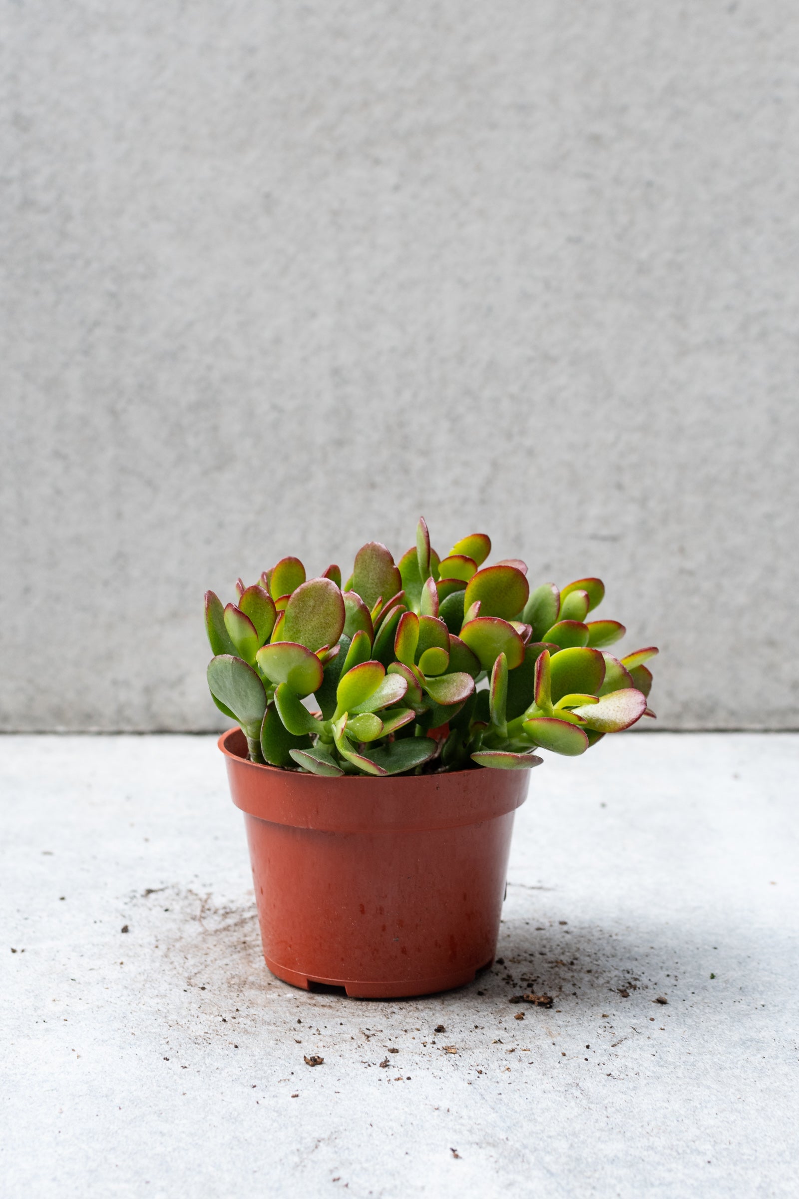Crassula ovata 'Crosby' 4 Inch Jade Plant - Live Succulent for Home Decor, Office Desk, or Gift Idea | Easy Care Indoor Houseplant for Beginners