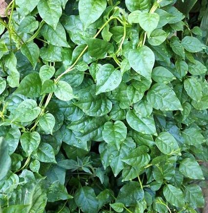 Malabar Spinich