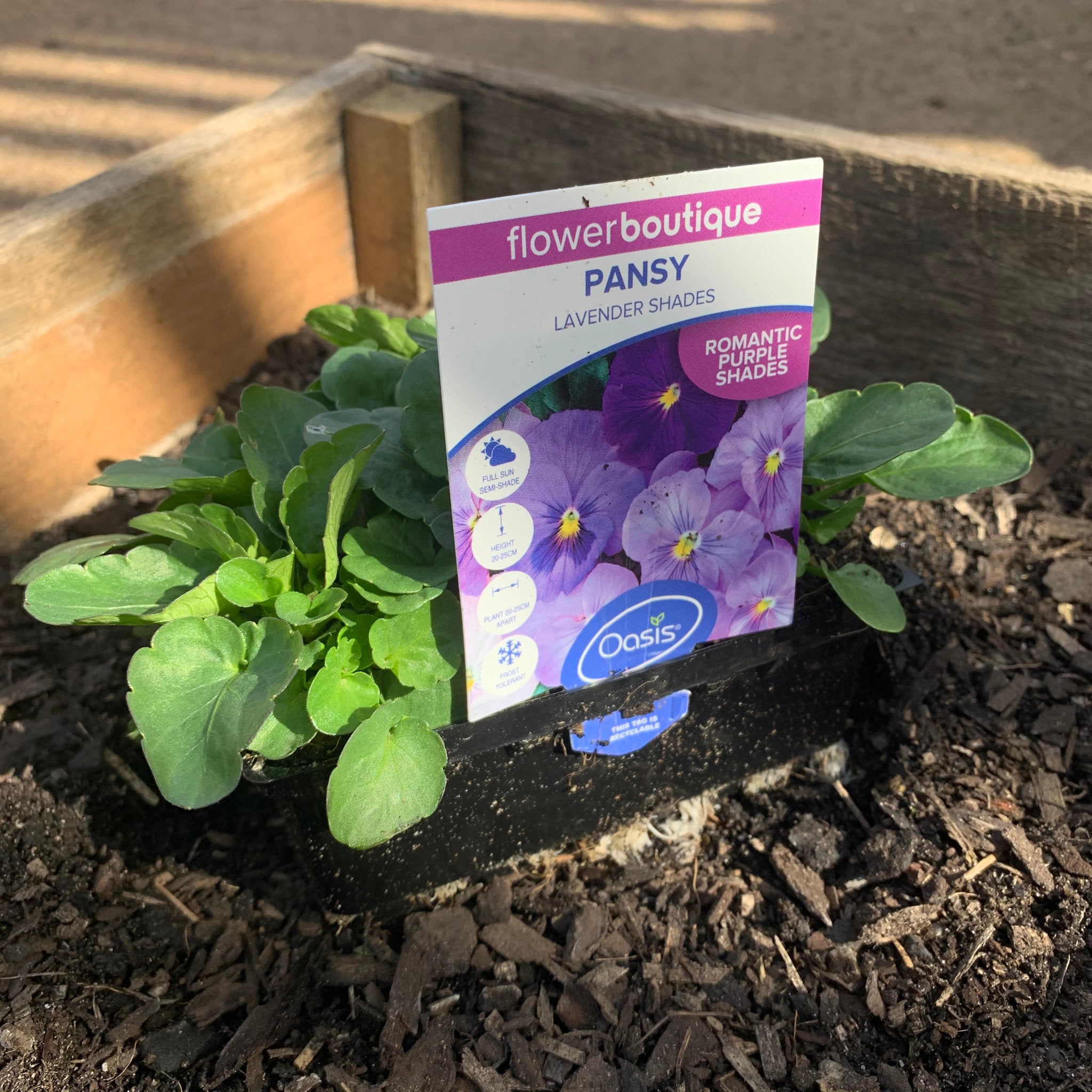 Pansy 'Lavender Shades' - Beautiful Purple Flower Seeds for Garden Planting | Perfect for Borders, Containers & Window Boxes