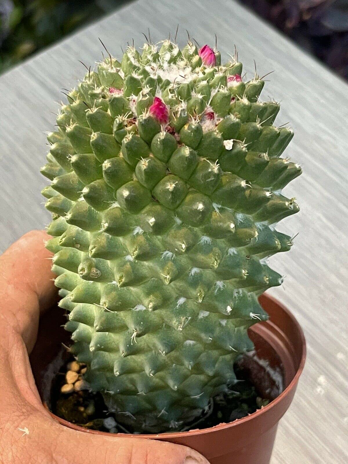 Mammaria Mystax Cactus - Fully Rooted Live Plant in 4 Inch Pot - Rare Succulent for Home Decor, Office Desk, or Garden Arrangement