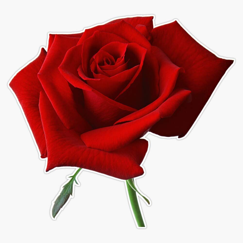 Red Rose Vinyl Sticker - Waterproof Bumper Decal 5 Inch - Perfect for Cars, Laptops, and DIY Home Decor