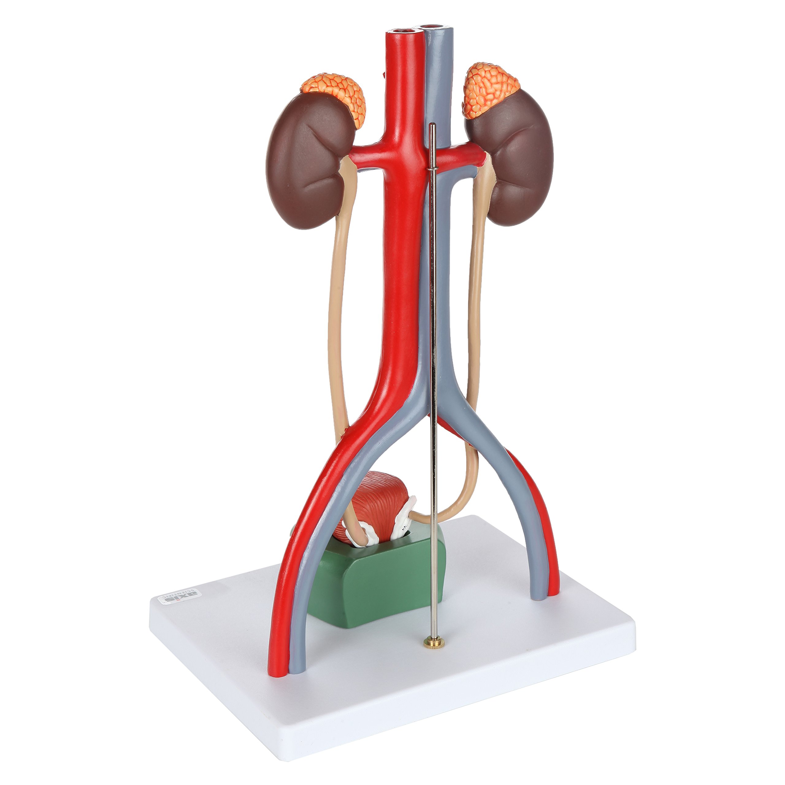 Axis Scientific Male Urinary System Anatomy Model - Detailed Kidneys with Adrenal Glands, Ureters & Bladder - Includes Instruction Manual - Perfect for Medical Students, Doctors & Biology Classrooms