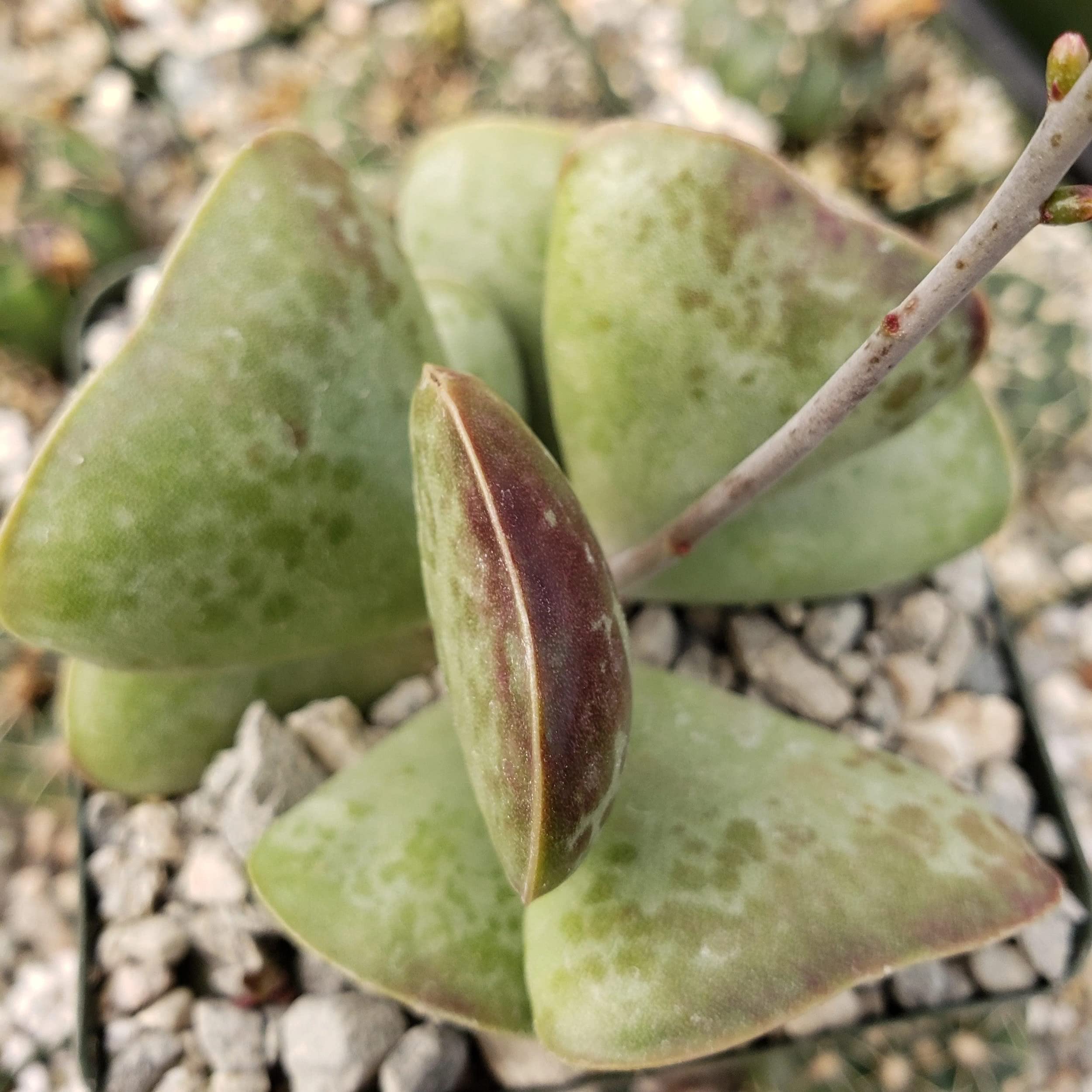 Adromischus Triflorus 'Calico Hearts' Live Succulent Plant - Rare Cactus for Home Decor, Office Desk & Garden Arrangements