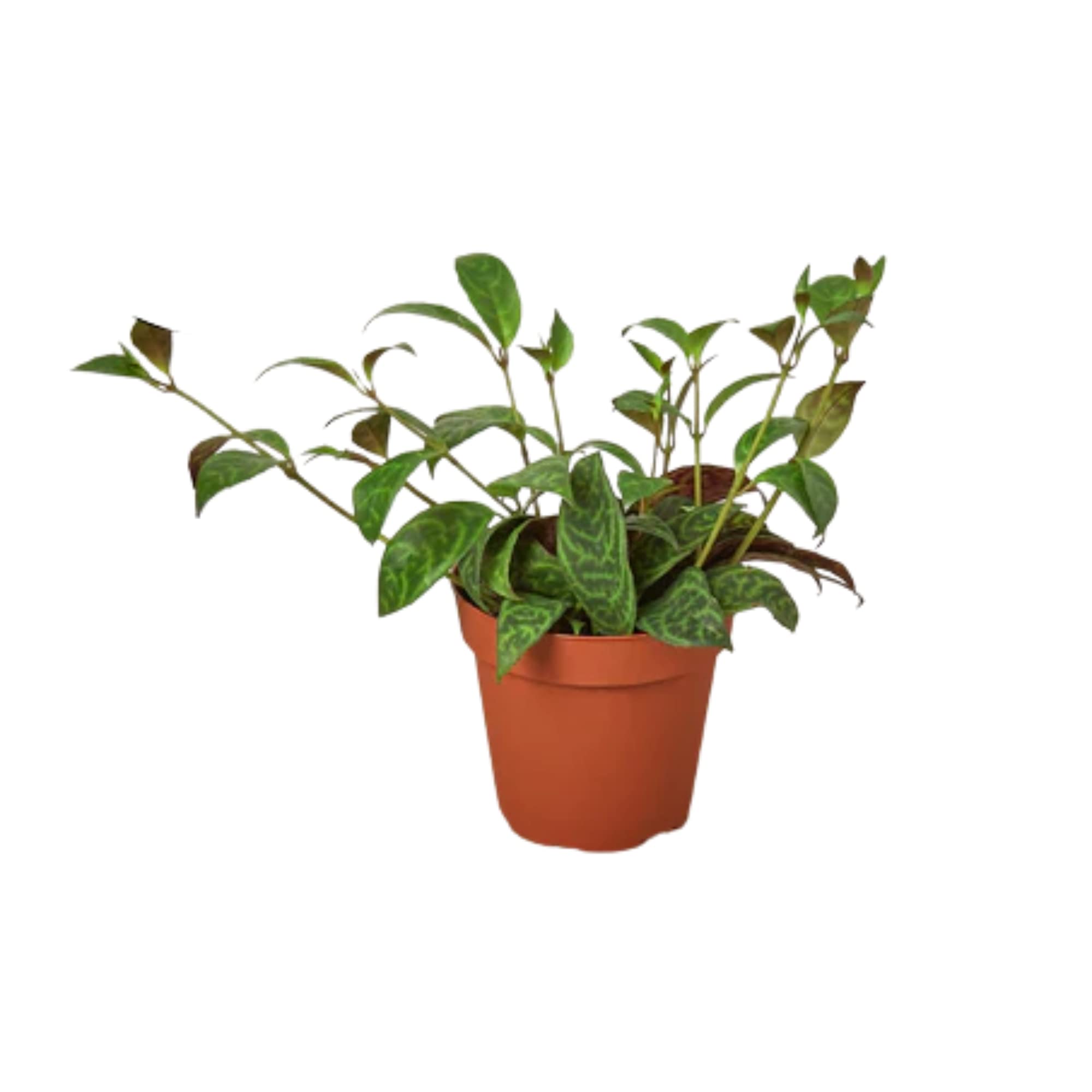 Lipstick 'Black Pagoda' Live Indoor House Plant - 6