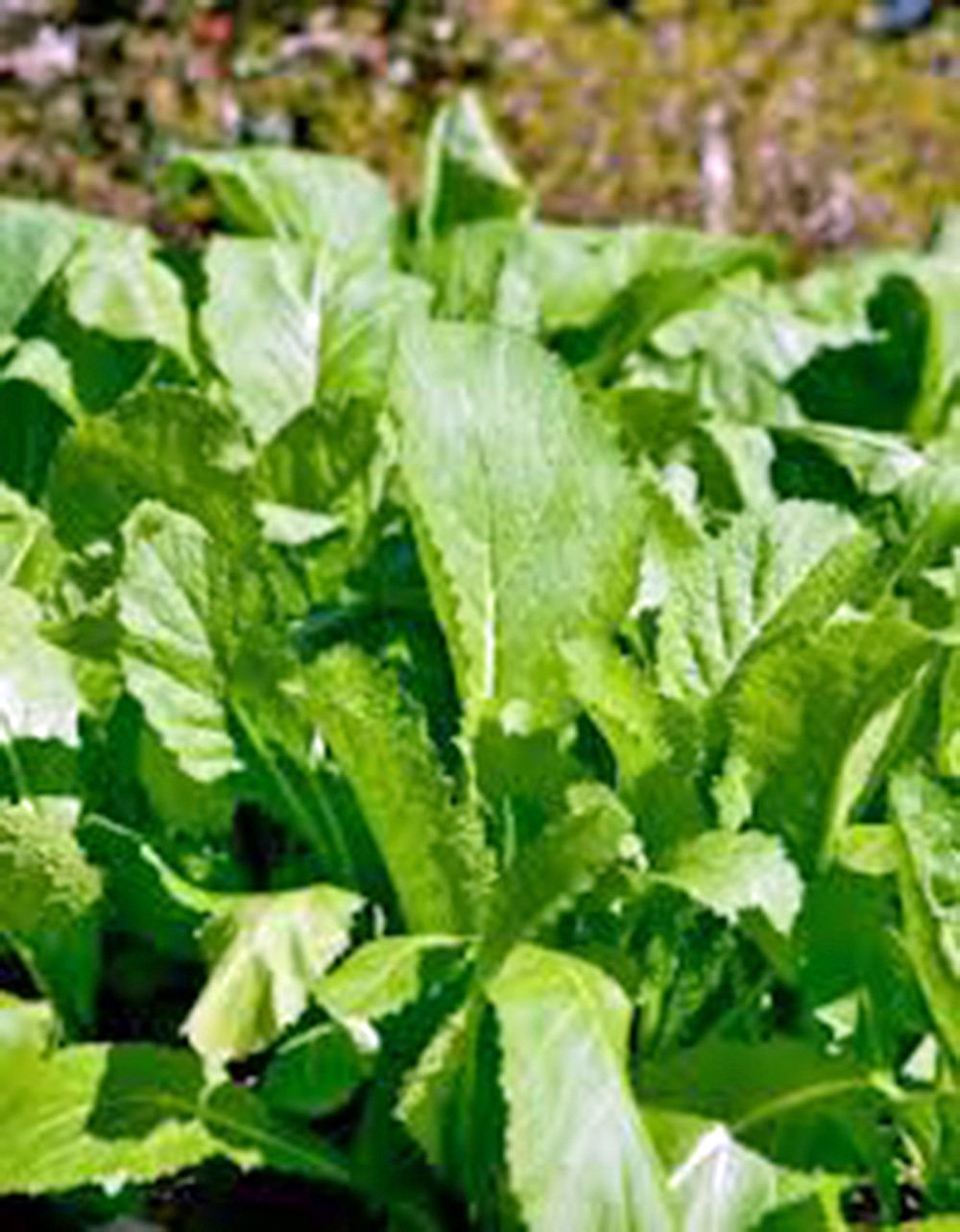 Non-GMO Heirloom Mustard Greens Seeds - Old Fashioned Green Variety - Pack of 100 Seeds for Home Gardening & Organic Farming