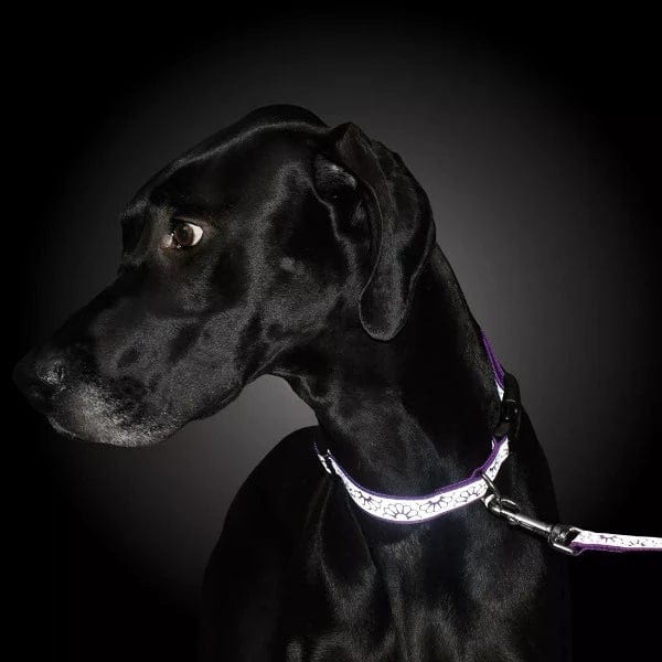 Lazer Brite Reflective Adjustable Dog Collar - High Visibility Pet Safety Collar for Night Walking, Running, and Outdoor Adventures
