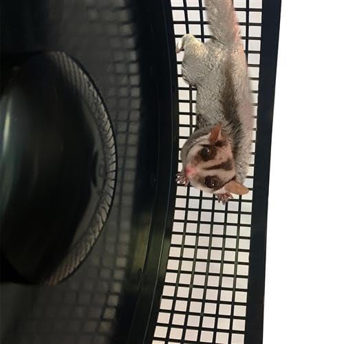 Premium Madagascar Sugar Glider Cage & Starter Kit - Durable Cage, Exercise Wheel, Healthy Food, Water Bottle, Food Dishes & Nest Pouch for Small Pets | Perfect for Sugar Glider Habitat Setup & Daily Care