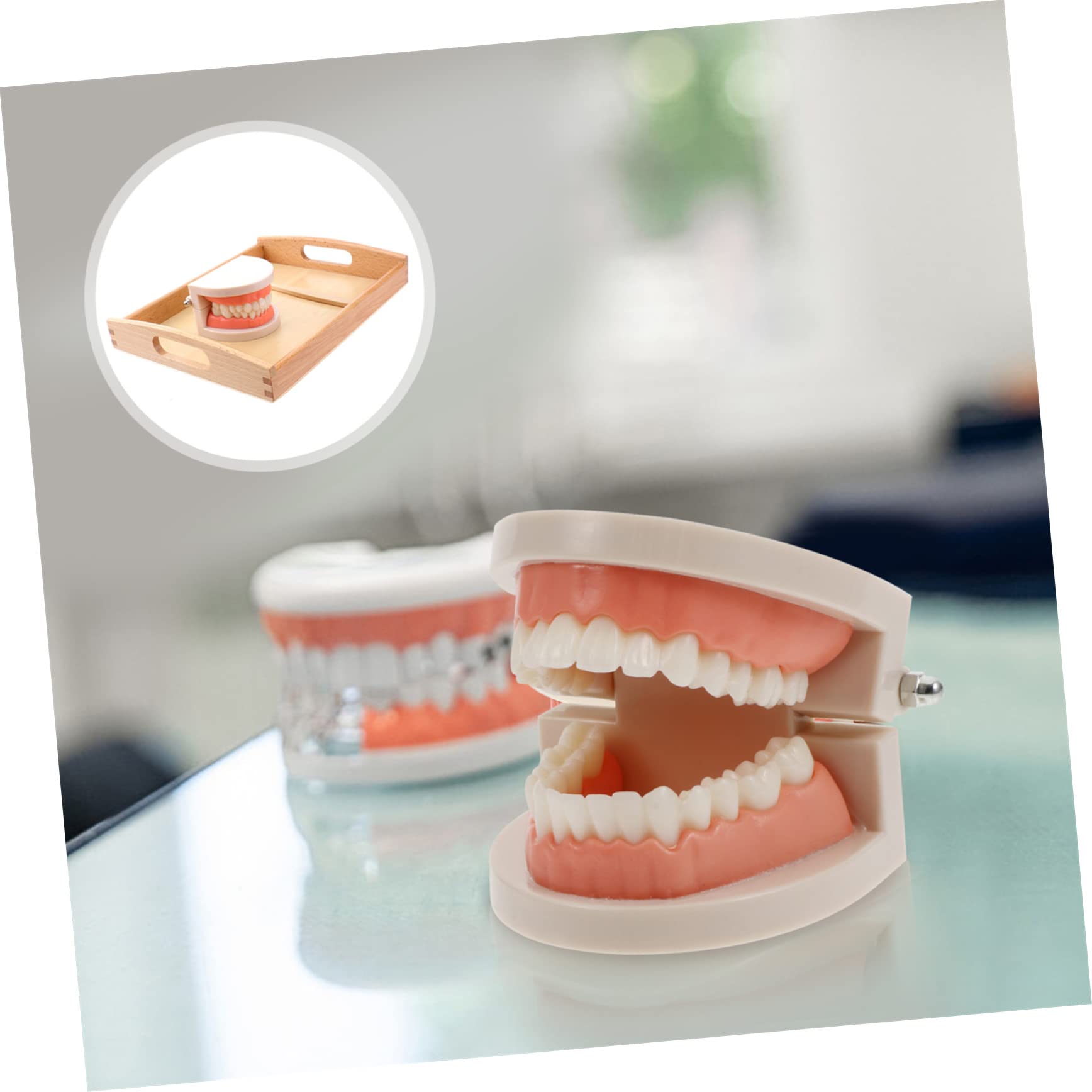 1 Set Kids Dental Teeth Brushing Model Toy with Toothbrush - Educational Preschool Learning Toy for Homeschool & Classroom - Teach Proper Oral Hygiene & Healthy Habits for Toddlers & Children
