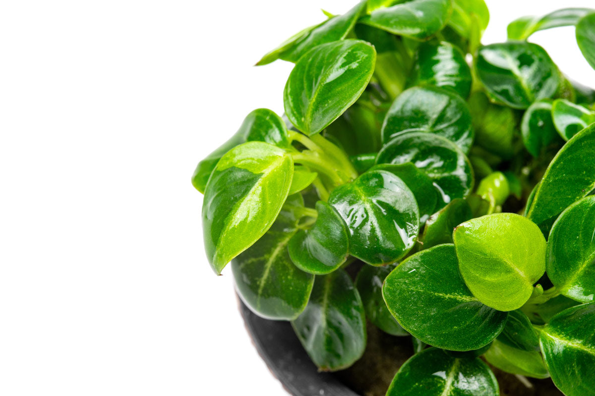 Anubias Stardust Mini Aquatic Plant - Live Freshwater Aquarium Plant for Fish Tanks, Nano Tanks & Aquascaping | Easy Low Light Plant for Beginners