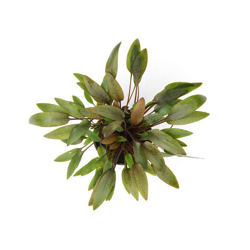 Dennerle Cryptocoryne Wendtii Kompakt Live Aquarium Plant - Compact Aquatic Plant for Fish Tanks & Aquascaping | Perfect for Beginners & Low-Tech Aquariums