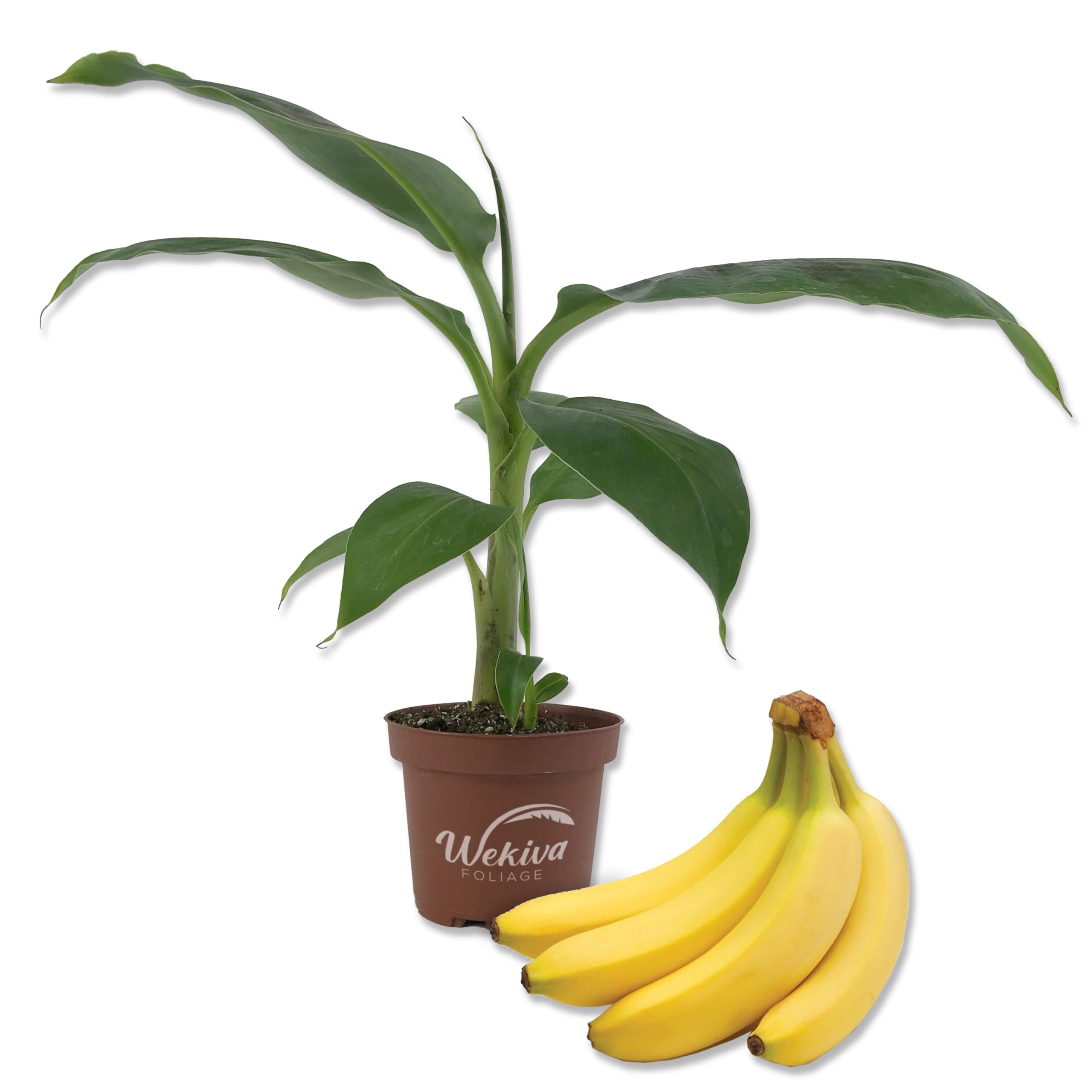 5 Live Banana Tree Plants in 4 Inch Growers Pots - Edible Fruit Bearing Tree for Patio, Garden & Indoor Decor - Grower's Choice Based on Availability - Perfect for Tropical Landscaping & Home Gardening