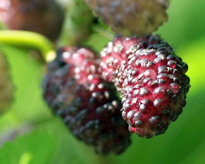 Dwarf Everbearing Mulberry Tree (Morus nigra) - Live Plant with Edible Sweet Berries for Home Gardens, Patios & Urban Farming
