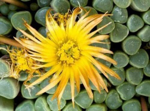 Fenestraria Rhopalophylla Baby Toes - Rare Mesembs Succulent Cactus Seeds (20 Seeds Pack) - Perfect for Home Garden, Terrariums & Succulent Arrangements