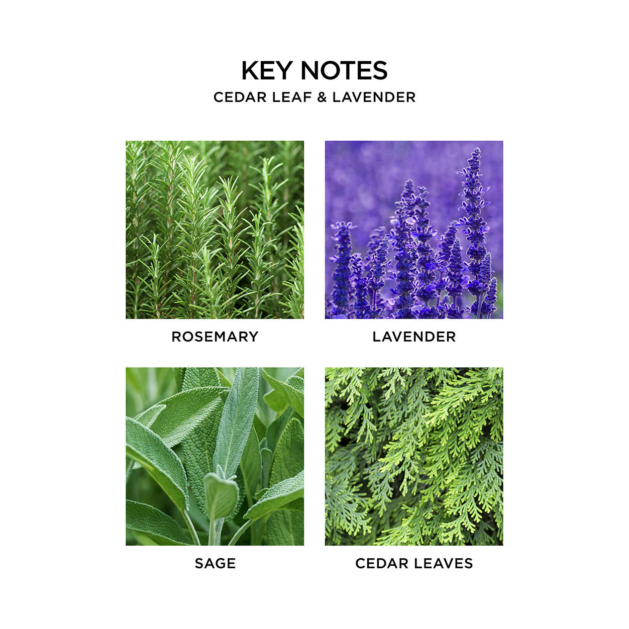 Cedar Leaf and Lavender Reed Diffuser - Natural Aromatherapy Essential Oil Diffuser for Home, Office, Spa | Relaxing Scent for Stress Relief & Better Sleep