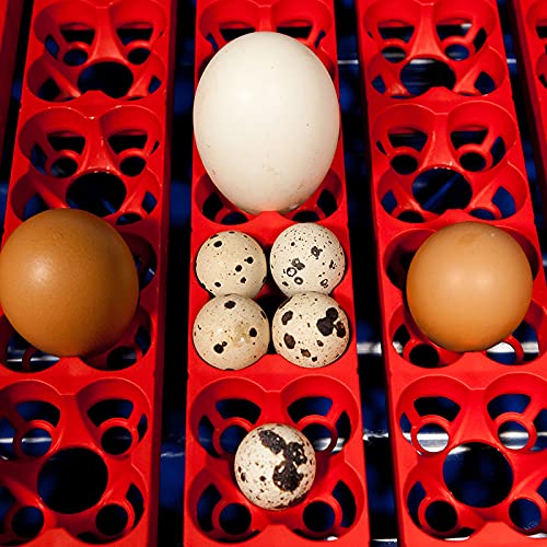 Premier 1 Supplies Borotto Real 24 Automatic Egg Incubator with Humidity Pump - Ideal for Poultry Farming, Hatching Chicken Ducks & Quail Eggs at Home or Farm