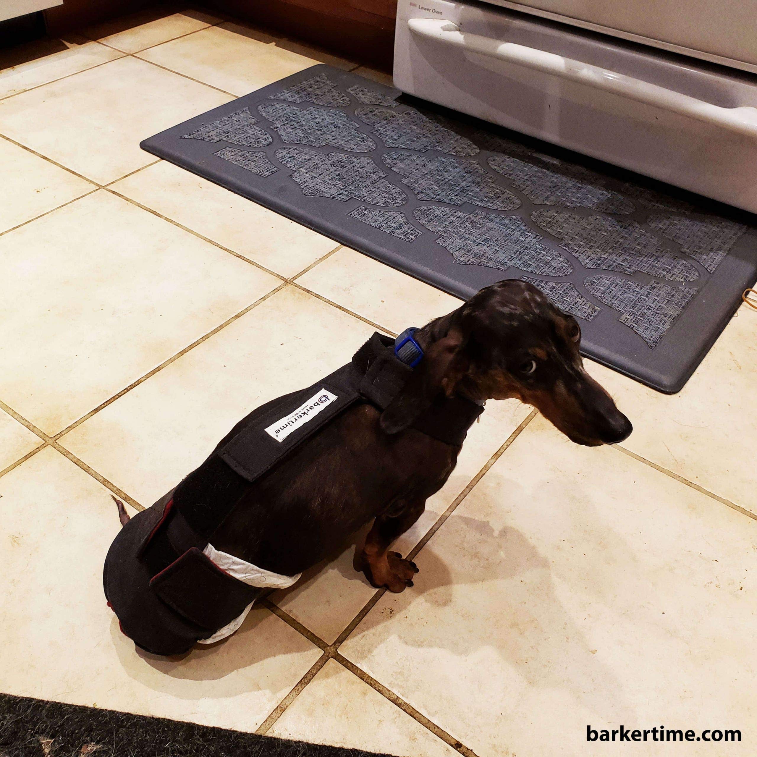 Premium Midnight Black Dog Diaper Overall with Tail Hole - Size L, Made in USA | Absorbent & Washable Pet Diapers for Incontinence, Travel & Post-Surgery Care