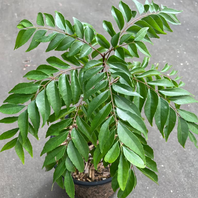 Curry Leaf Live Plant (Murraya Koenigii) - Fresh Meetha Neem Plant for Cooking & Ayurveda - Perfect for Home Gardens, Indian Cuisine & Herbal Remedies