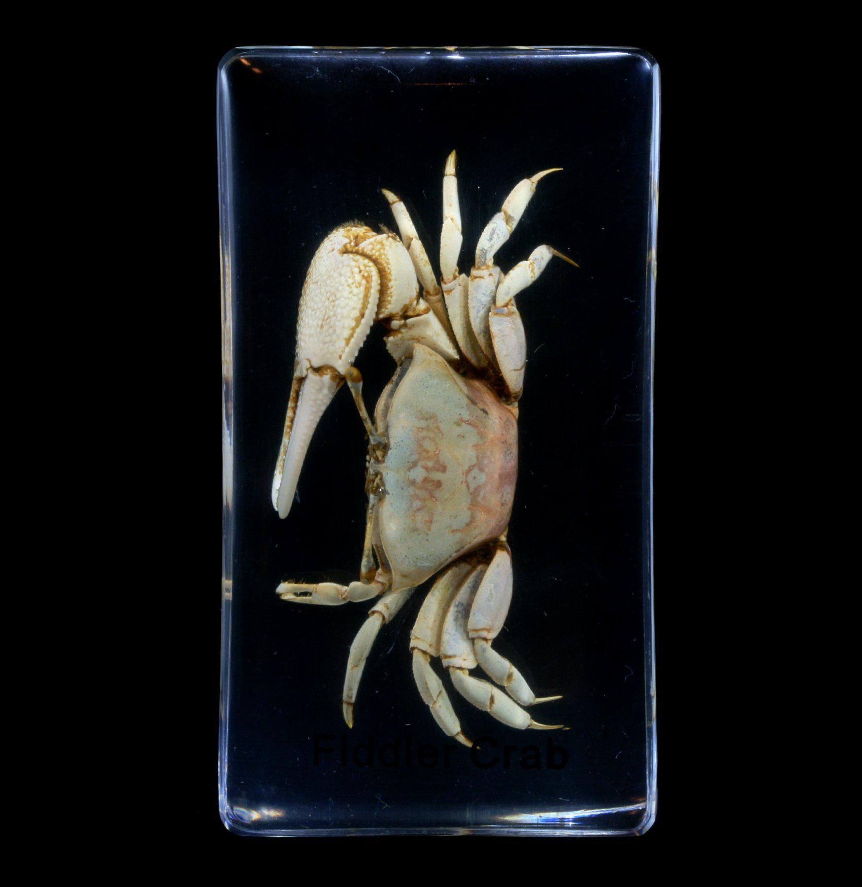Fiddler Crab in Acrylic Display - Unique Home & Office Decor for Nature Lovers | Perfect for Desk, Shelf, or Gift