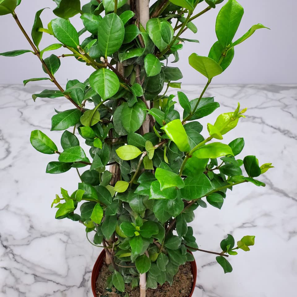 Confederate Jasmine Live Plant - 36