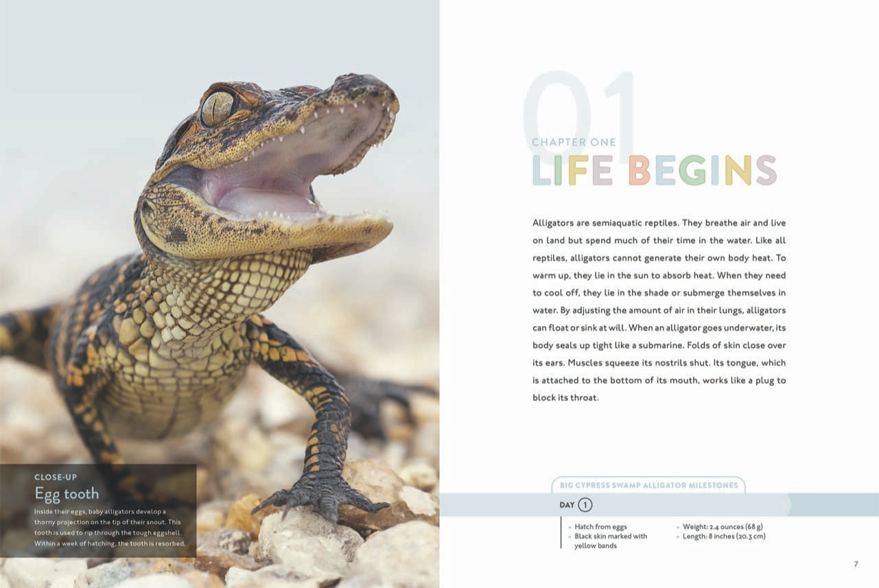 Alligator Book 9781640263369 - Wildlife Education & Nature Exploration for Kids & Adults - Perfect for Home, School & Library Learning