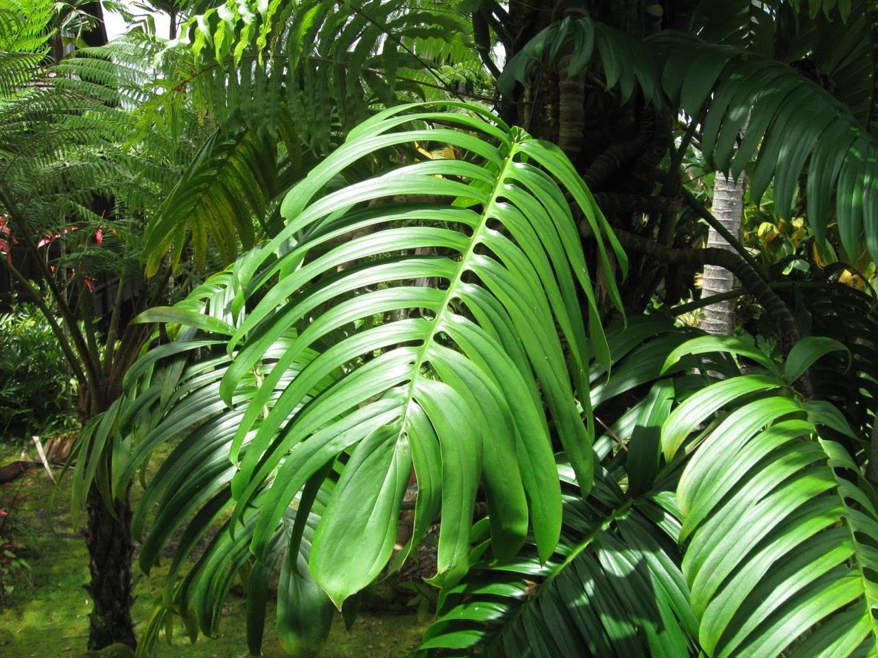 Rhaphidophora Decursiva Dragon Tail Plant - 3 Live Rare Houseplants in 4 Inch Pots - Florist Quality Indoor Plants from Florida - Perfect for Home Decor, Office Spaces & Tropical Gardens