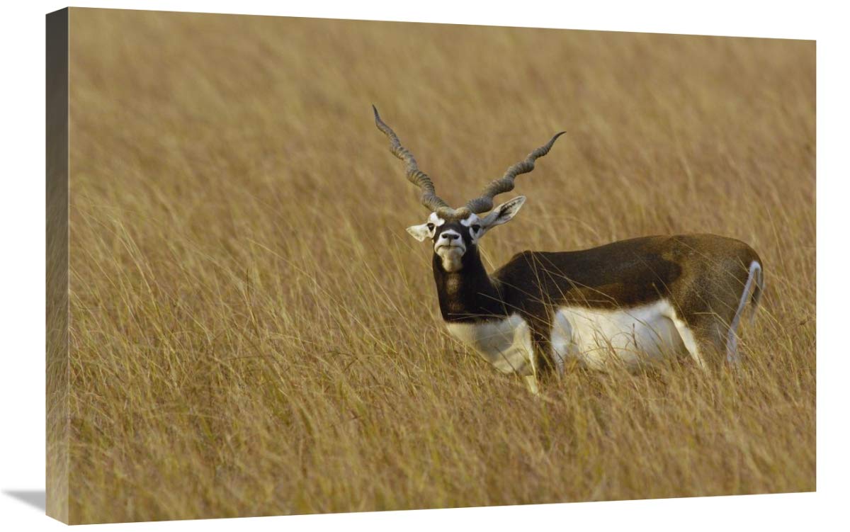 20 x 30 Inch Blackbuck Male Wildlife Art Print - Velavadar National Park, Gujarat by Pete Oxford | Nature Wall Decor for Living Room, Office & Safari Theme