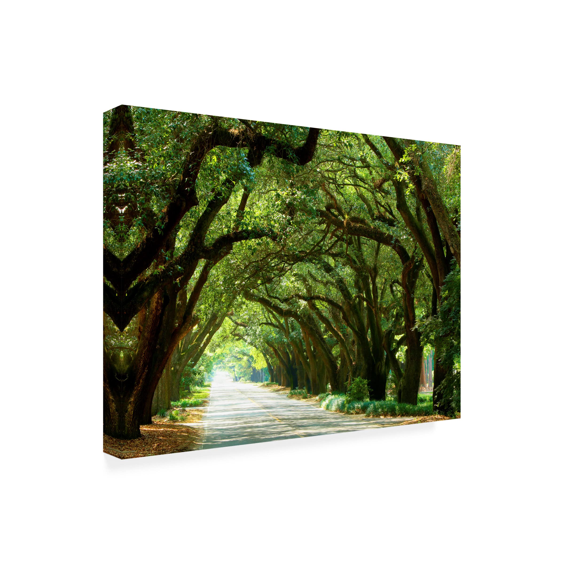 James McLoughlin 'Canopy Road I' Canvas Wall Art Print - 14x19 Inches - Modern Landscape Painting for Living Room, Bedroom & Office Decor