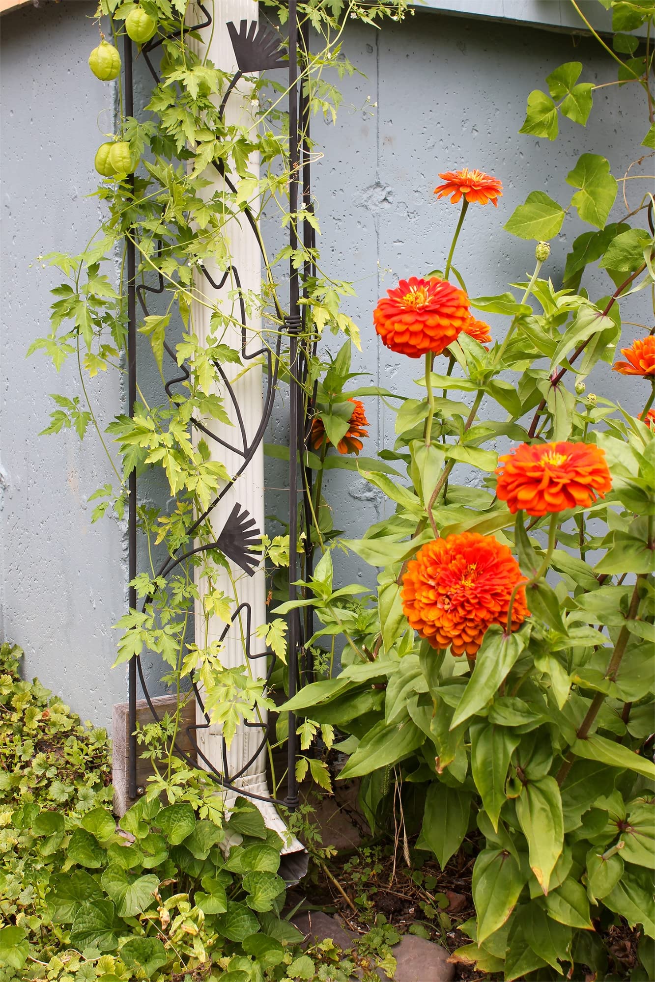 Black Downspout Trellis for Garden - Durable Metal Vine Support for Climbing Plants, Flowers & Vegetables - Perfect for Outdoor Decor, Fence & Wall Enhancement