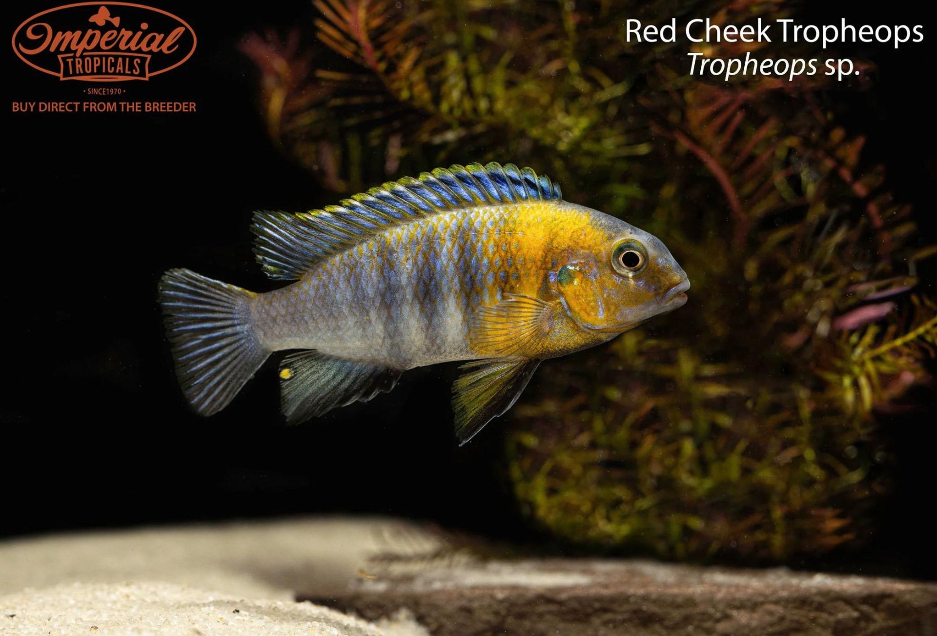 Red Cheek Tropheops Cichlid Fish - Live Freshwater Aquarium Fish for African Cichlid Tanks - Perfect for Home Aquariums & Fish Breeding