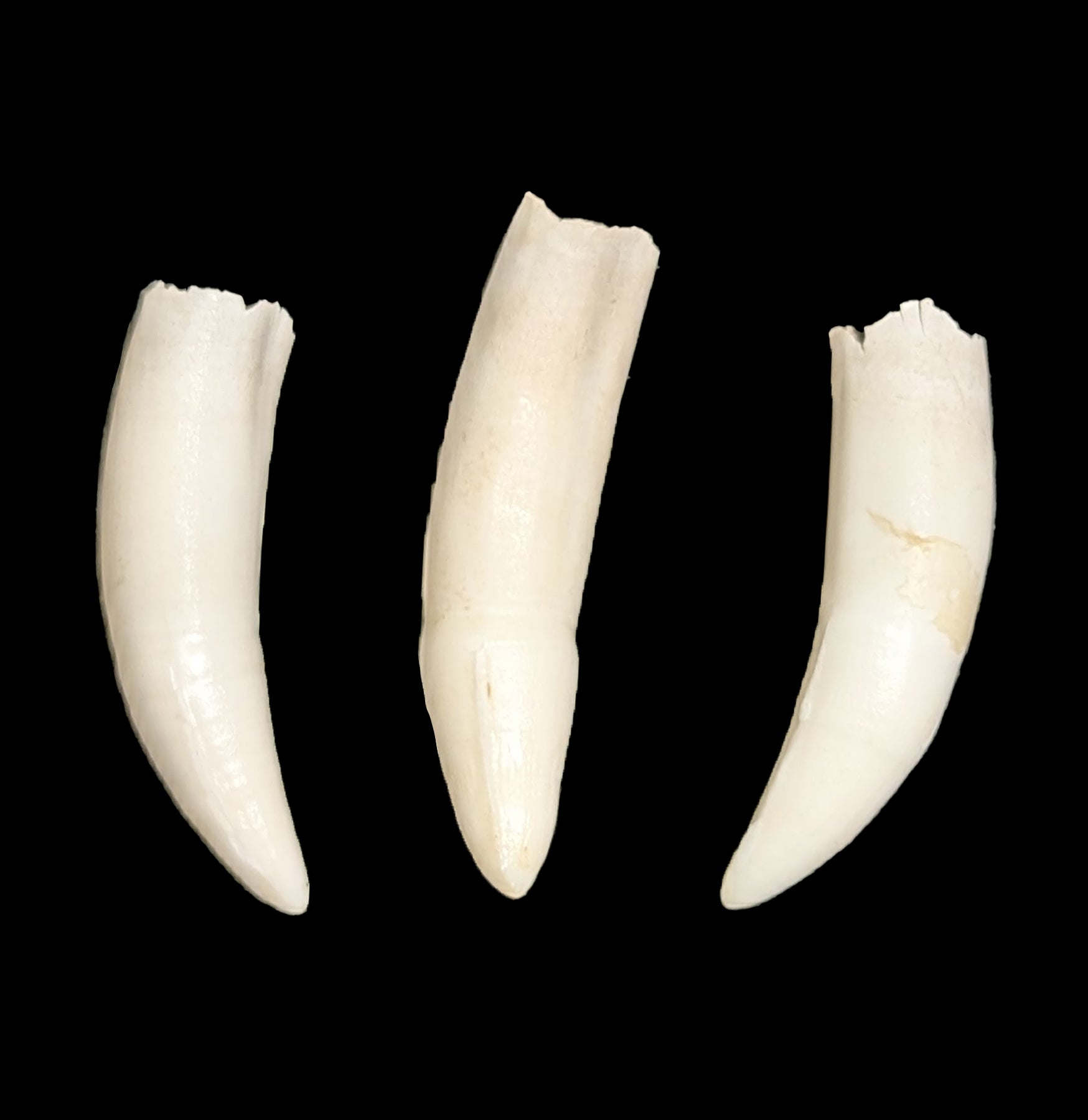 Authentic Alligator Tooth - Genuine Collectible for Jewelry Making, Crafts & Home Decor | Perfect for DIY Projects, Taxidermy & Unique Gifts