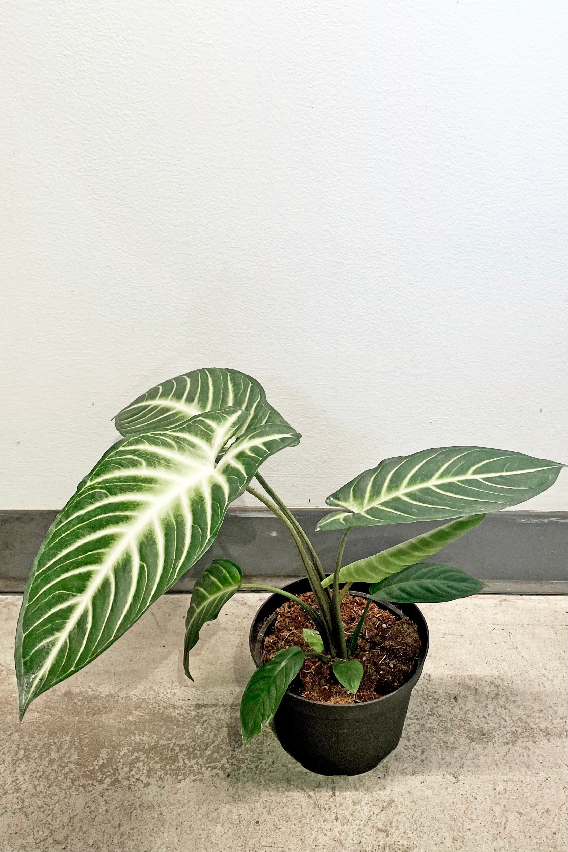 Caladium lindenii 'Magnificum' - 6 Inch Live Plant for Indoor & Outdoor Gardens | Perfect for Home Decor, Office Spaces, and Tropical Landscaping