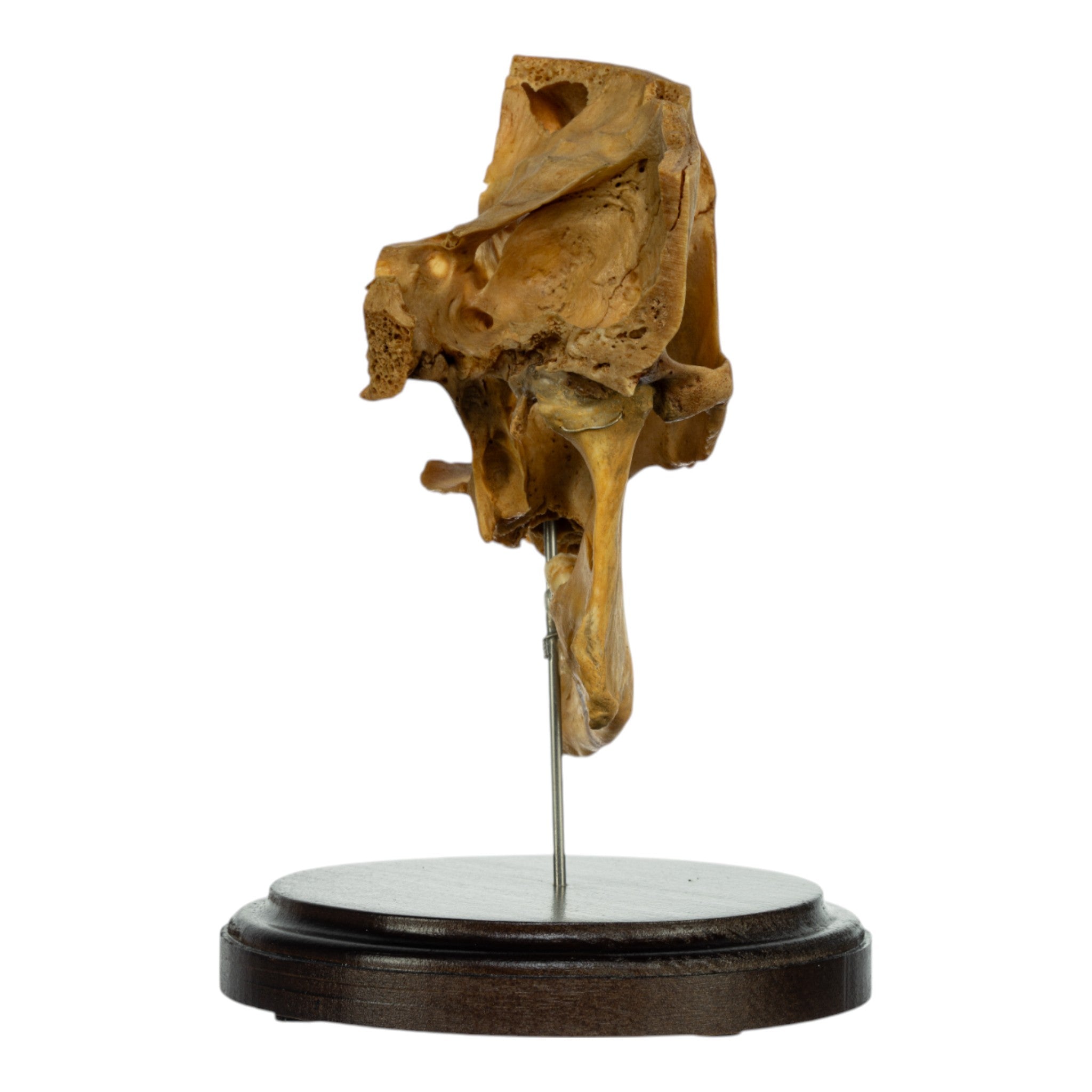 Real Human Partial Skull on Stand - Anatomical Model for Medical Study, Halloween Decor & Gothic Display - Perfect for Education, Science Classrooms & Spooky Home Decor