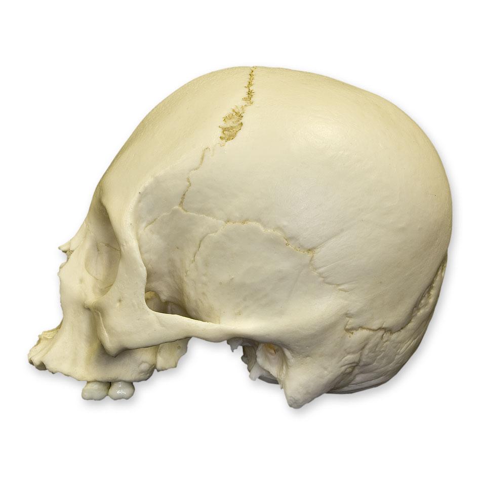 Authentic Replica Human Skull Model for Medical Study & Halloween Decor - Perfect for Anatomy Education, Halloween Props, and Horror Displays