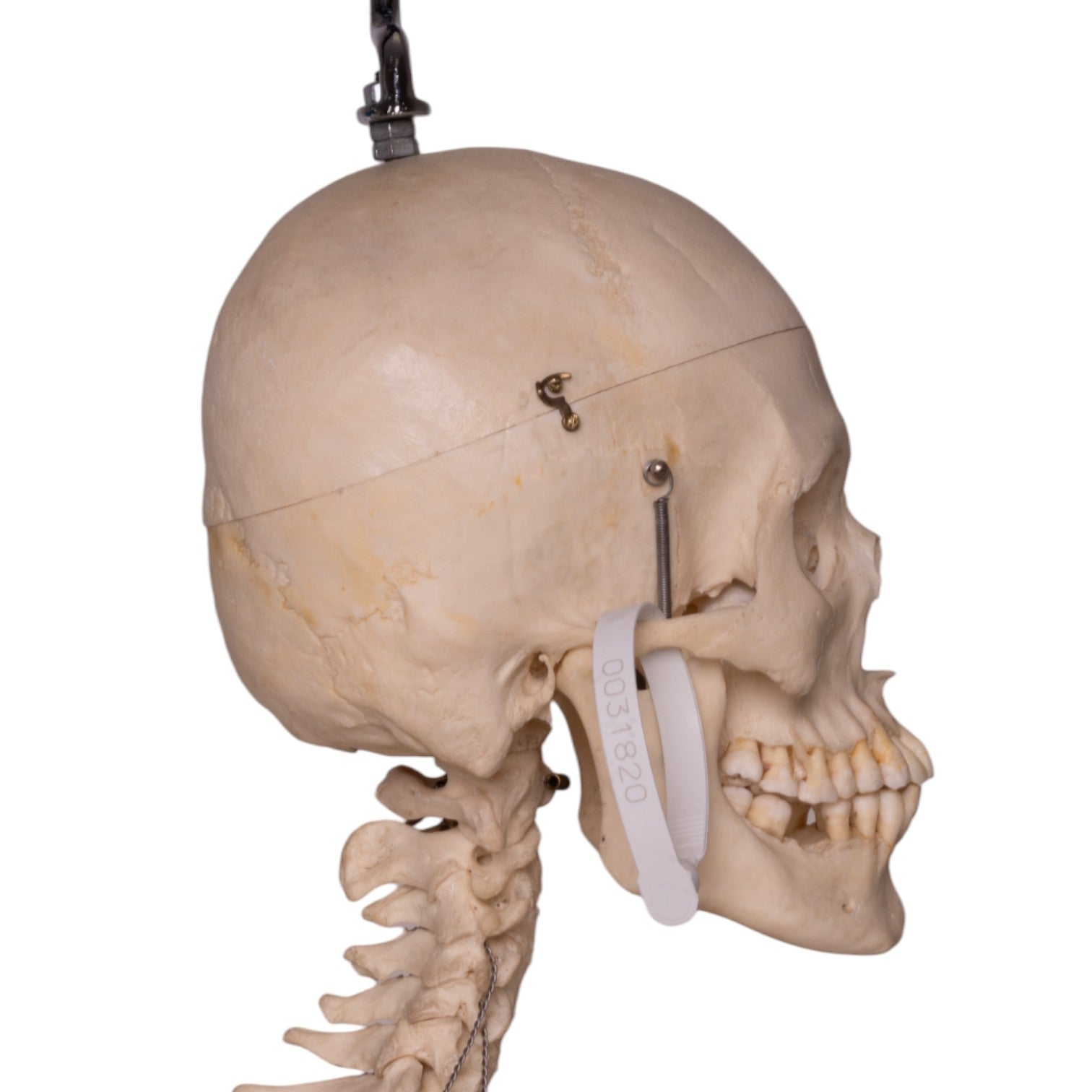Articulated Real Human Skeleton Model - Perfect for Medical Education, Anatomy Study & Halloween Decor