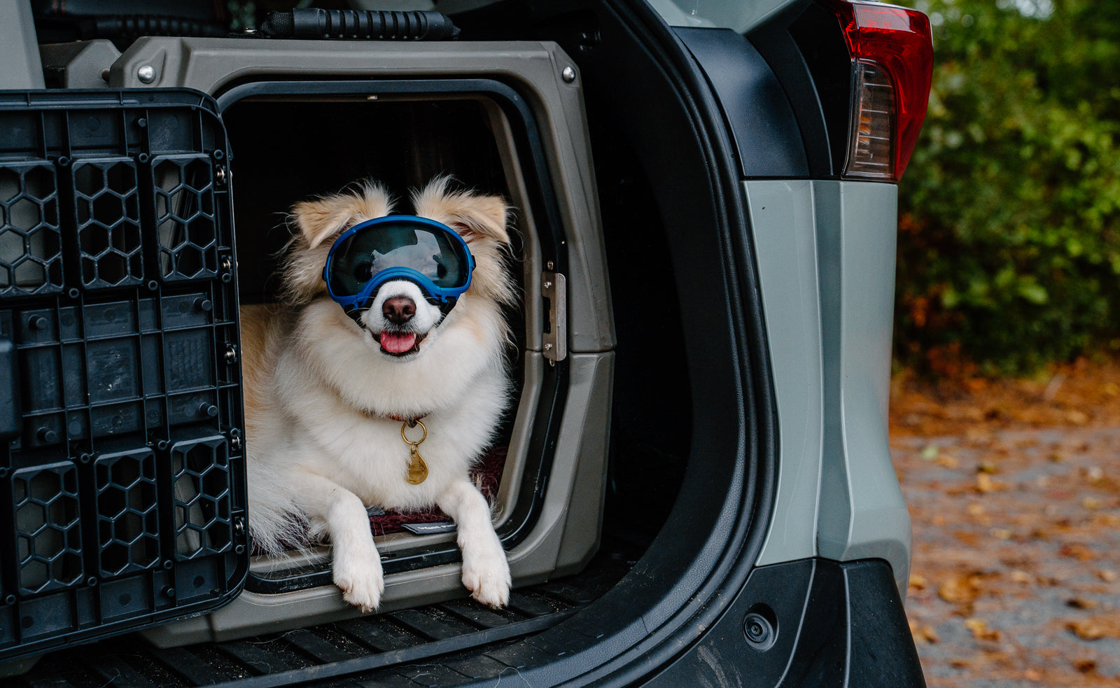 Rex Specs V2 Dog Goggles - Protective Eyewear for Medium Dogs 9-18 kg (18-40 lbs) - Perfect for Hiking, Running & Outdoor Adventures