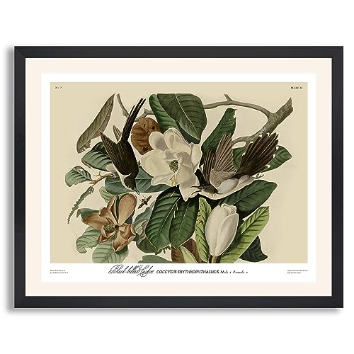 Black Billed Cuckoo