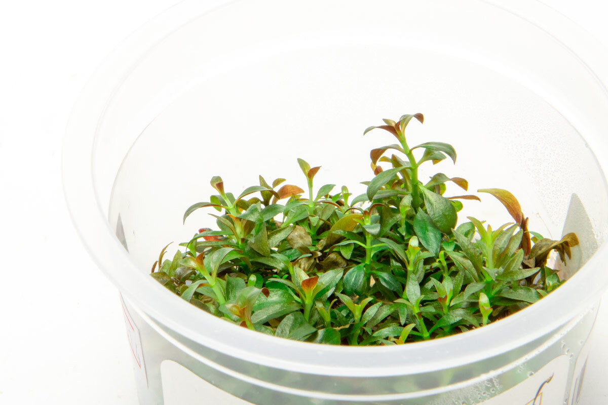 Ludwigia Repens Aquatic Plant for Freshwater Aquariums - Perfect for Aquascaping, Fish Tanks & Aquatic Decor