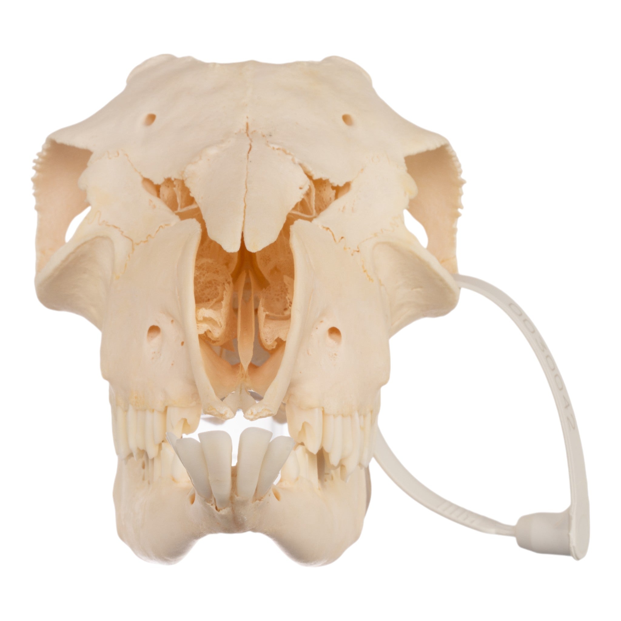 Authentic Domestic Goat Skull - Hornless - Perfect for Gothic Decor, Halloween Props, and Taxidermy Collections