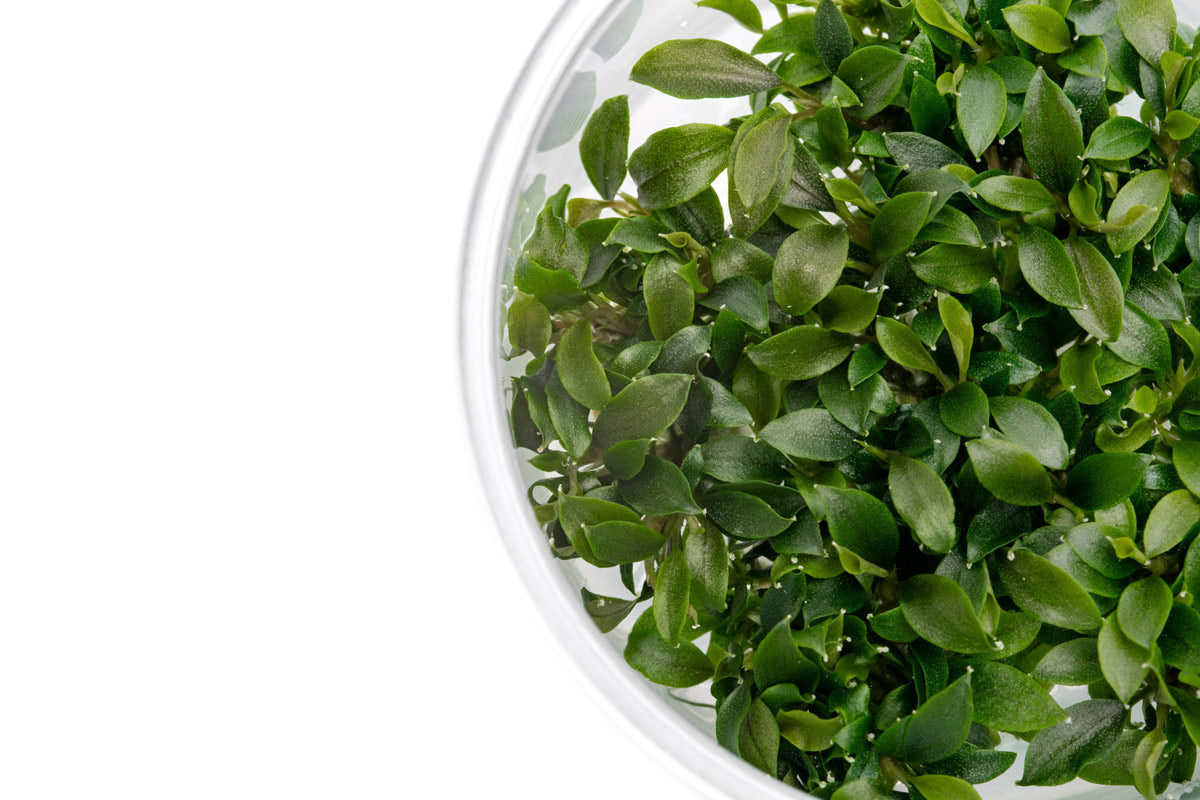 Bucephalandra Sanggau Mini Wavy Live Aquarium Plant - Rare Aquatic Plant for Fish Tanks, Aquascaping & Nano Tanks | Perfect for Low-Tech & High-Tech Aquariums