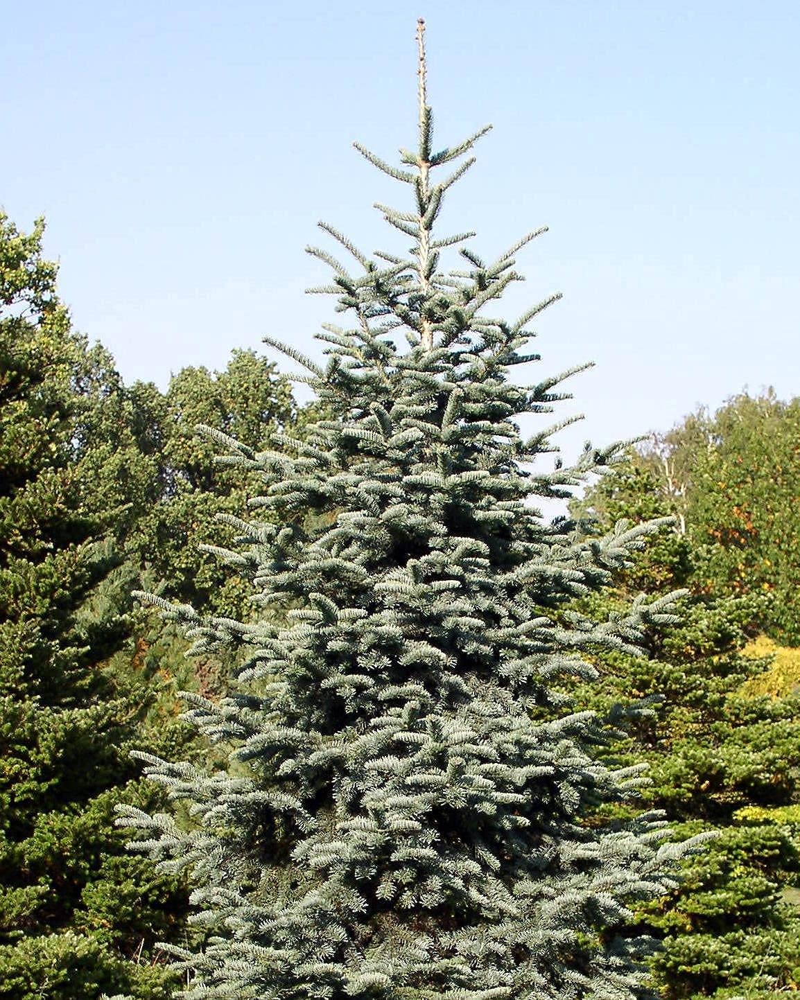 100PCS Blue Noble Fir Seeds (Abies procera glauca) - Premium Blue Danish Fir Tree Seeds for Gardening, Landscaping & Christmas Decorations