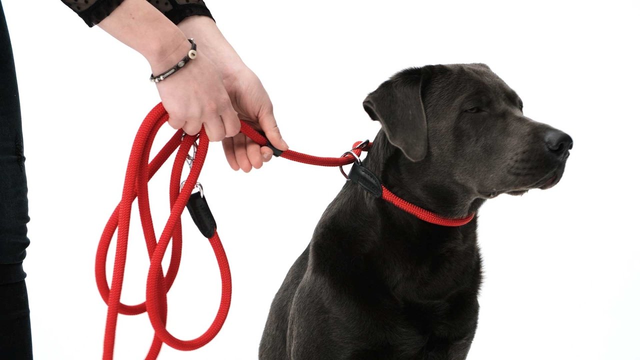 **Freestyle Retriever Leash - Durable Dog Leash for Training & Outdoor Adventures - Perfect for Hiking, Running & Daily Walks**