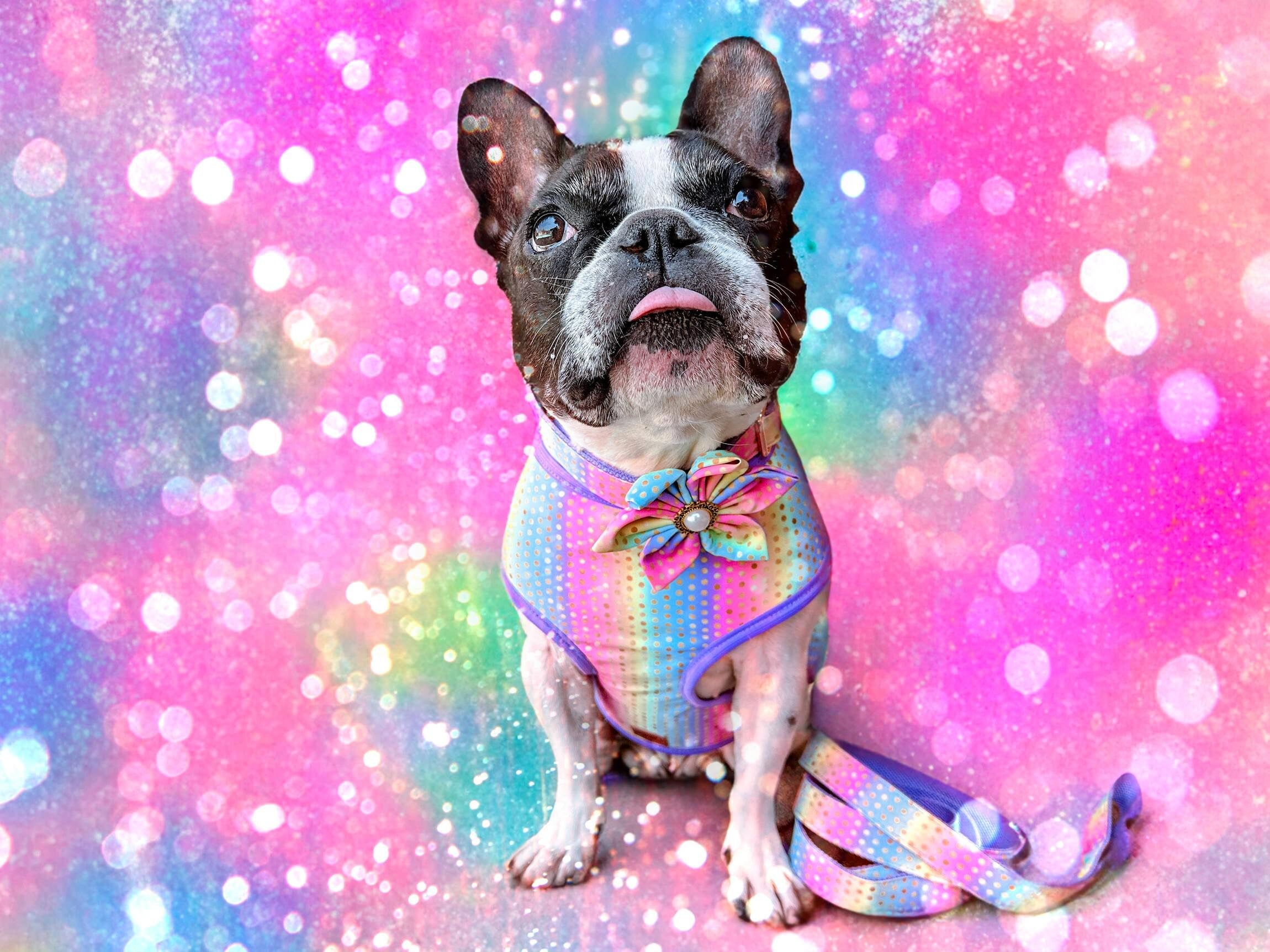 Rainbow Dots Dog Harness Set - Adjustable & Reflective Pet Vest for Small to Medium Dogs - Perfect for Walking, Running & Outdoor Adventures