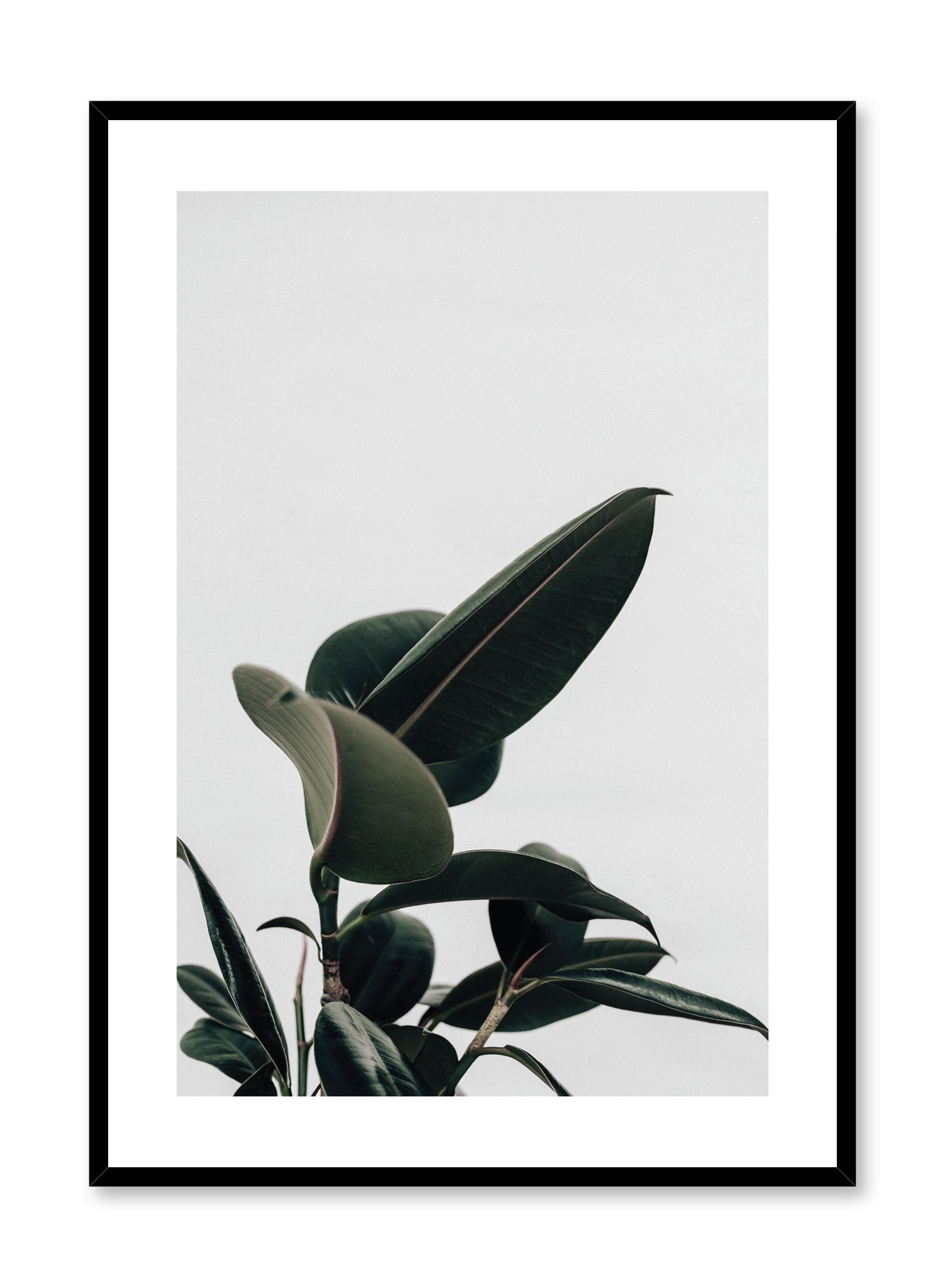 Ficus Elastica Rubber Tree Plant Care Guide - Detailed Poster for Indoor Gardening & Home Decor | Perfect for Plant Lovers, Office Decor, Living Room Wall Art