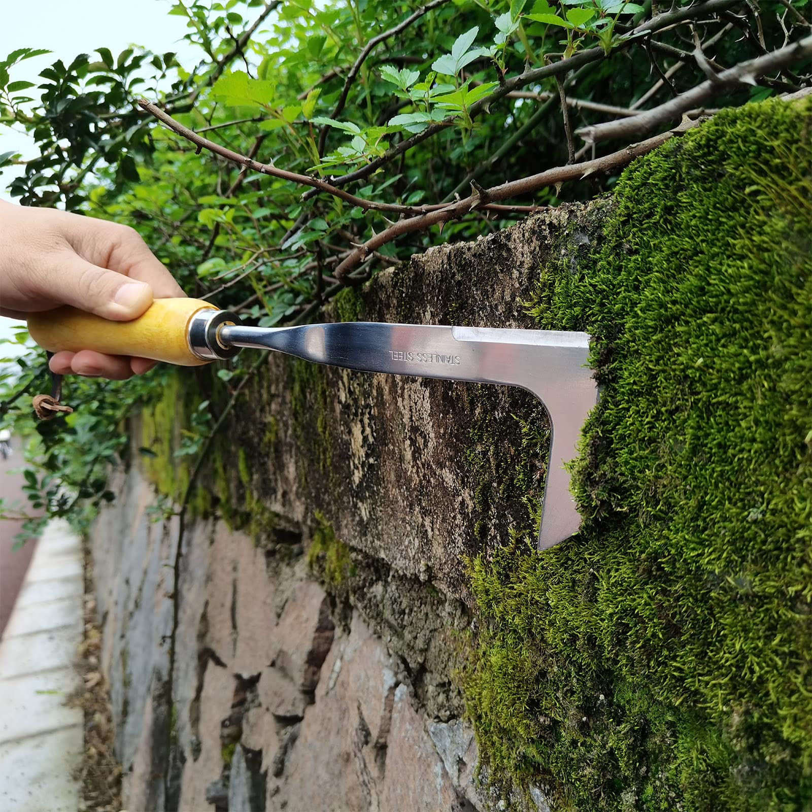 Stainless Steel Crack Weeder Tool with Ash Handle - Manual Crevice Weeding Tool for Lawn, Yard & Garden - Perfect Gardening Gift for Weed Removal Between Pavers and Sidewalks